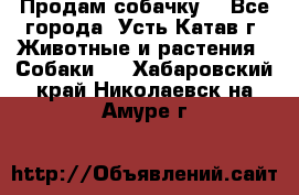 Продам собачку  - Все города, Усть-Катав г. Животные и растения » Собаки   . Хабаровский край,Николаевск-на-Амуре г.